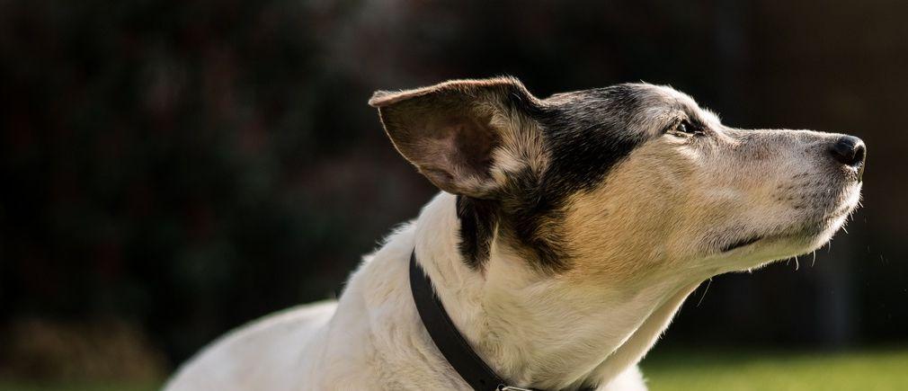 Chien allongé sur le gazon avec une balle de jeu