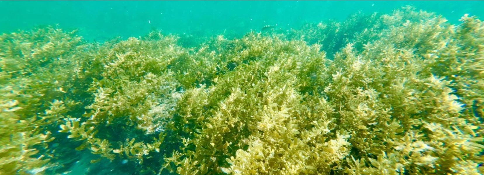 Algues vertes couvrant le fond marin sous l'eau