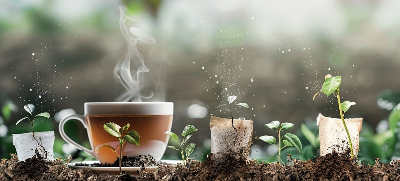 Germination de sachet de thé composté avec jeunes plantes