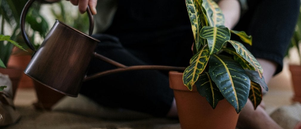 Arrosoir métallique arrosant une plante d’intérieur dans son pot