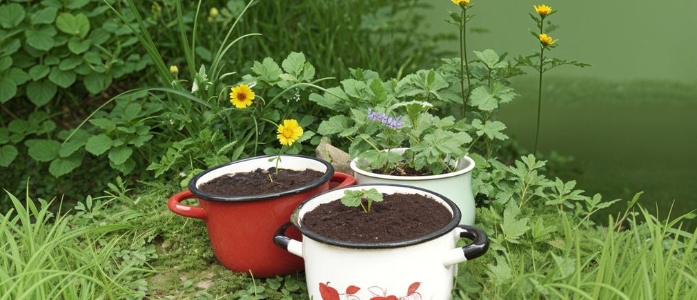 Pots et casseroles recyclés en jardinière avec des fleurs sauvages