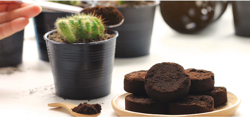 Des pots de cactus sont posés sur une table, tandis que du marc de café est ajouté comme engrais naturel, avec des galettes de marc de café présentées sur une assiette, illustrant le recyclage du café pour le jardinage