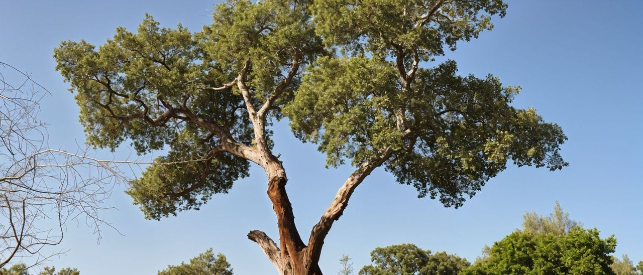 Un grand arbre au tronc noueux sur fond de ciel bleu