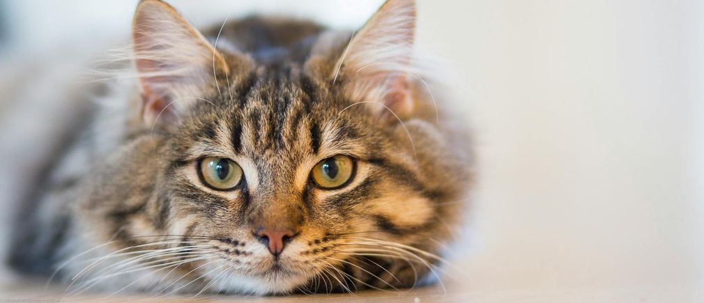 Chat tigre poils longs allongé sur un sol intérieur