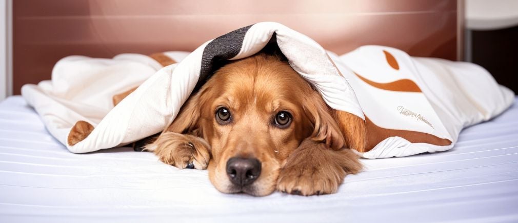 Gros plan sur un chardon sec en pleine nature