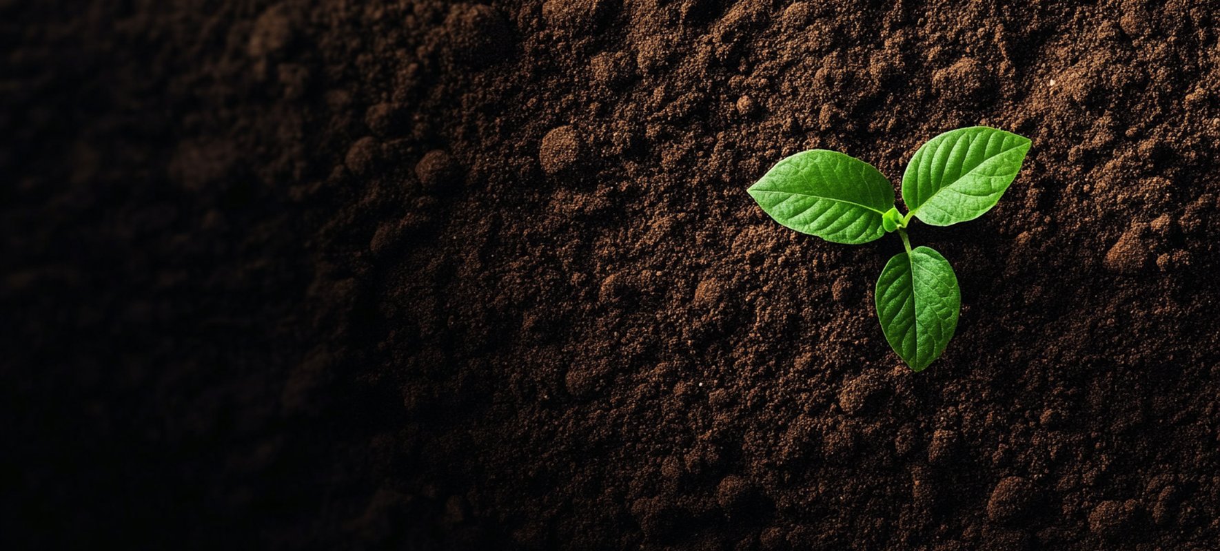 handybag-onde-jogar-a-terra-das-plantas